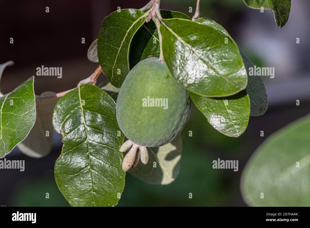Ananas guava (Acca sellowiana), frutta Foto Stock