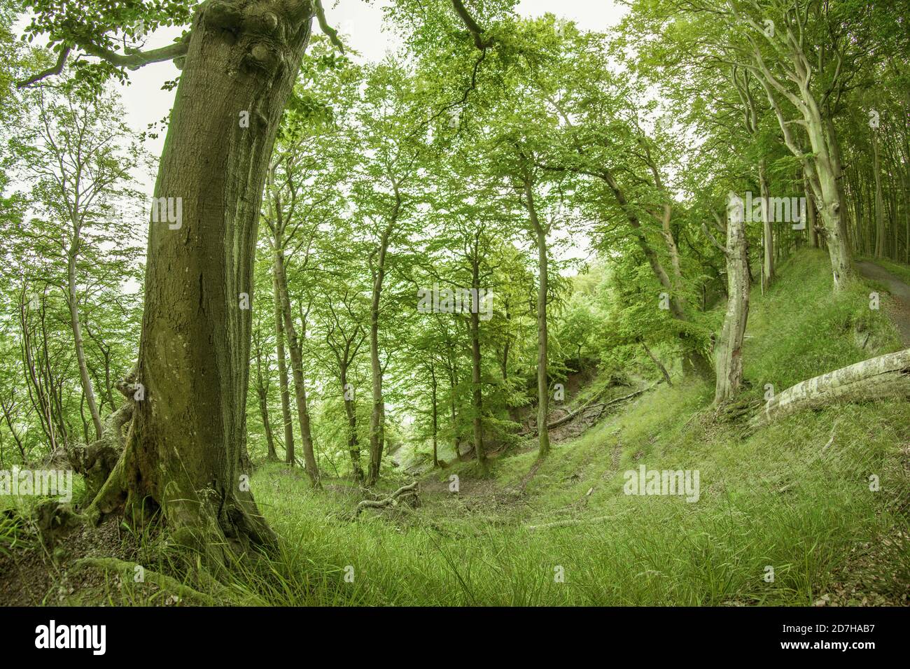 foresta sulle scogliere di gesso, Germania, Meclemburgo-Pomerania occidentale, Ruegen, Jasmund National Park Foto Stock