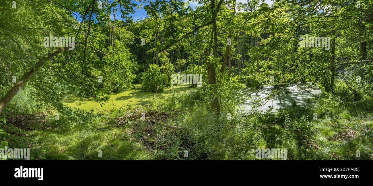 lago di Herthasee, Germania, Meclemburgo-Pomerania occidentale, Ruegen, Parco Nazionale di Jasmund Foto Stock