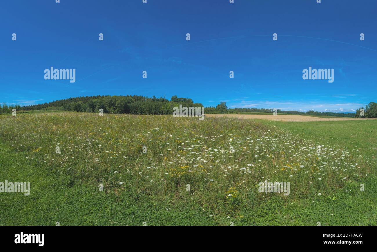 Prati fioriti per le api selvatiche nei pressi di Dingolfing, Germania, Baviera, Niederbayern, bassa Baviera Foto Stock