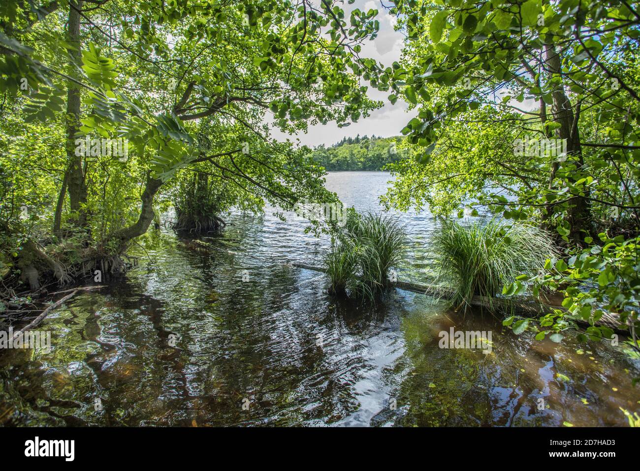 lago di Herthasee, Germania, Meclemburgo-Pomerania occidentale, Ruegen, Parco Nazionale di Jasmund Foto Stock