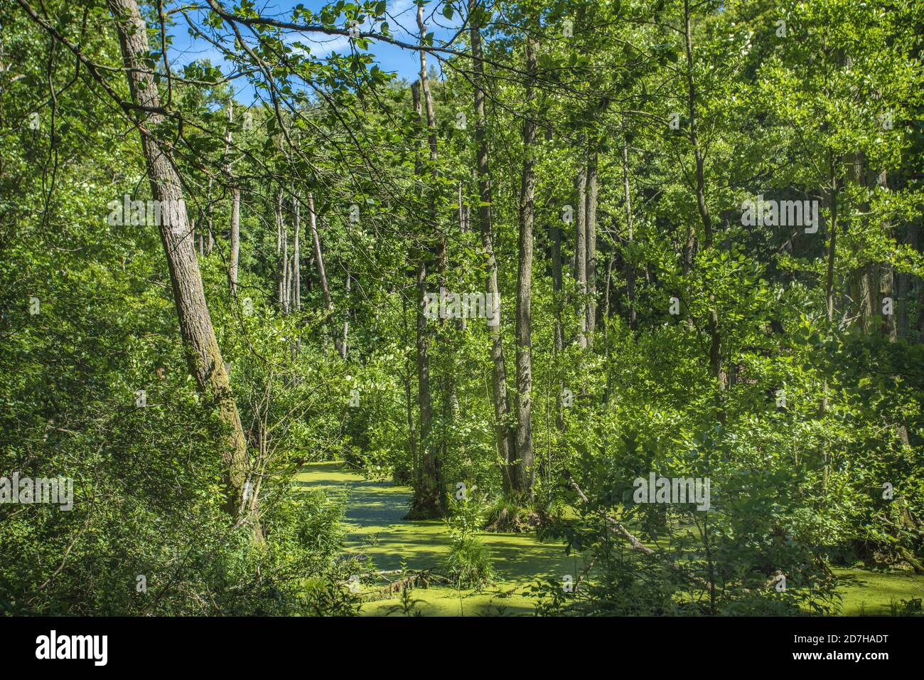lago di Herthasee, Germania, Meclemburgo-Pomerania occidentale, Ruegen, Parco Nazionale di Jasmund Foto Stock