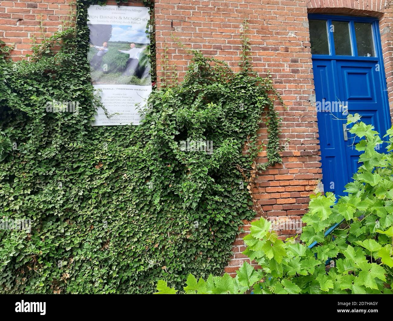 Edera inglese, edera comune (Hedera helix), edera coperto facciata e insegna di informazioni sull'verde della facciata, Germania Foto Stock