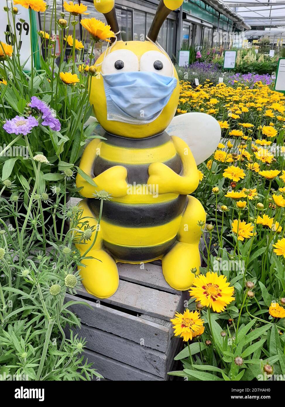 Ape di miele, ape di alveare (Apis mellifera mellifera), ginocchio con maschera facciale in un centro di giardino, Germania Foto Stock