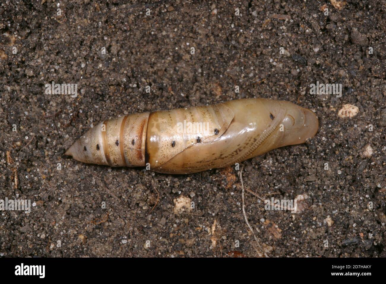 Hummingbird Hawkmoth (Macroglossum stellatarum), pupa che giace a terra, Germania Foto Stock