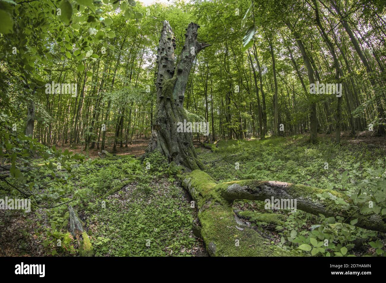 Albero morto in faggeta, Germania, Meclemburgo-Pomerania occidentale, Ruegen, Parco Nazionale di Jasmund Foto Stock