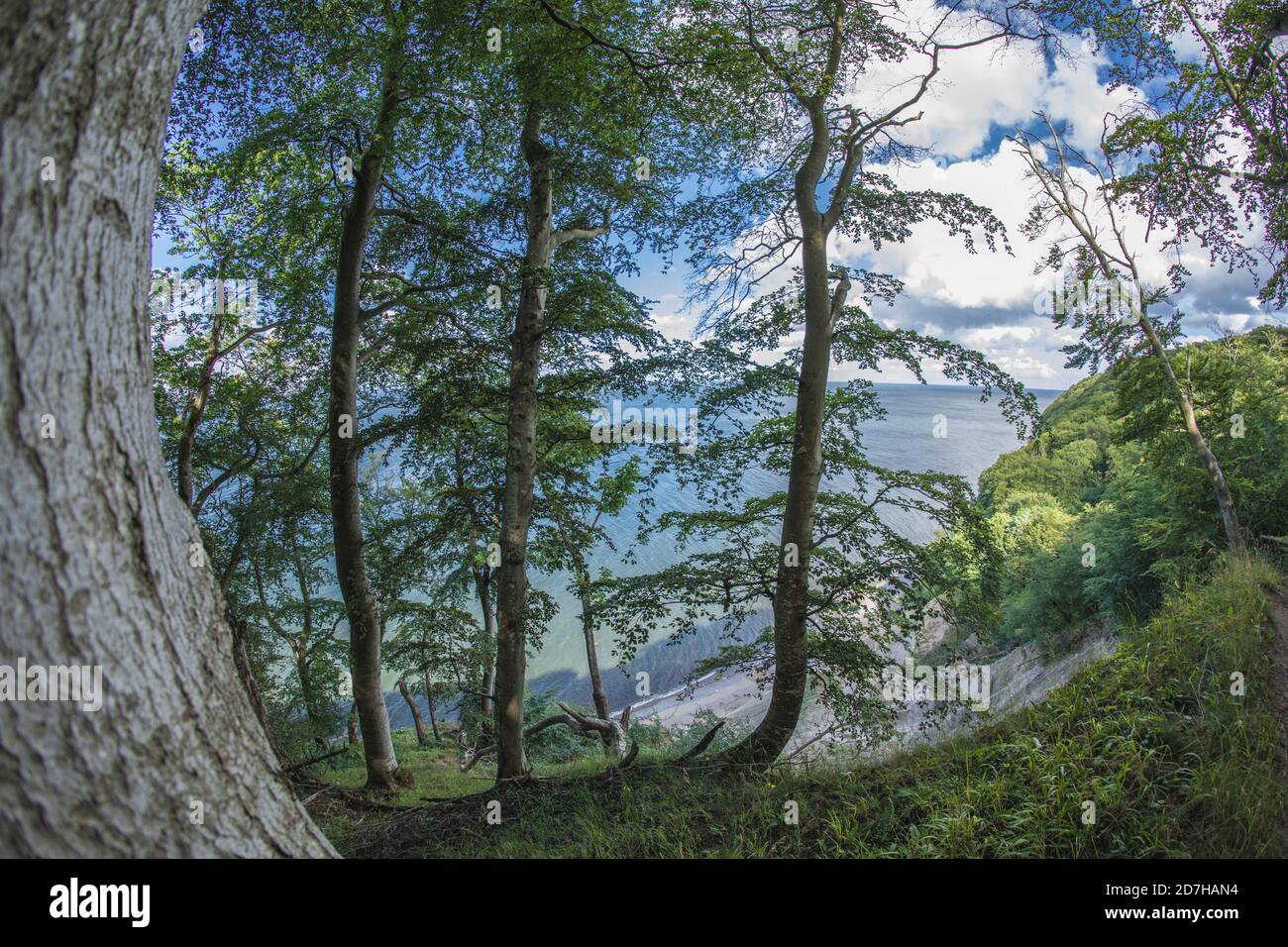 foresta sulle scogliere di gesso, Germania, Meclemburgo-Pomerania occidentale, Ruegen, Jasmund National Park Foto Stock