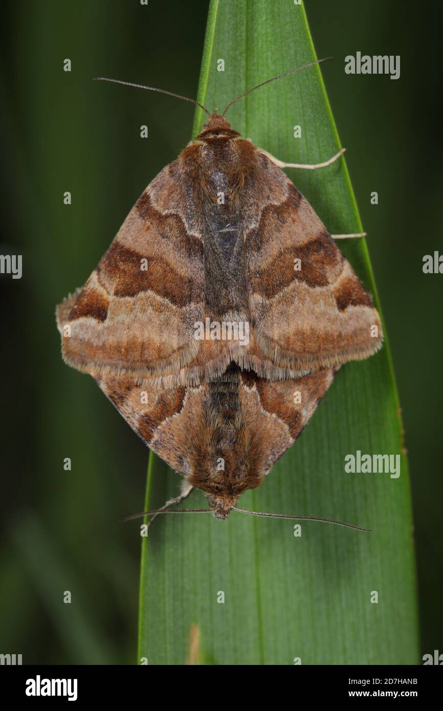 burnet compagno (Ectypa glyphica, Euclidia glyphica), che si accoppia ad una lama d'erba, vista dorsale, Germania Foto Stock
