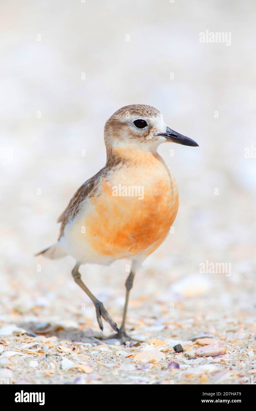 Pover neozelandese, pover rosso-breasted, dotterel neozelandese (Charadrius oscurus), camminando sulla spiaggia sabbiosa, Nuova Zelanda, Isola del Nord, Waipu Cove Foto Stock