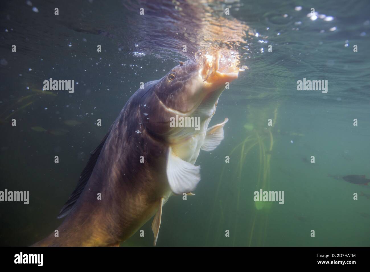 Carpa a specchio, carpa europea (Cyprinus carpio), ist nutrita da bagnanti, Germania, Baviera Foto Stock