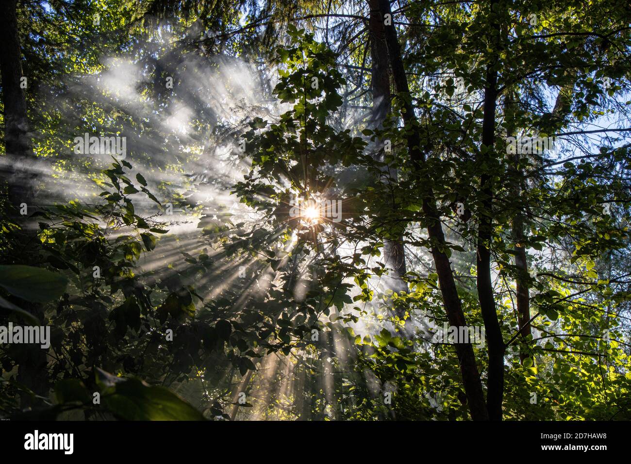 Raggi solari che si rompono attraverso la nebbia in una foresta, Germania, Baviera, Isental, Dorfen Foto Stock
