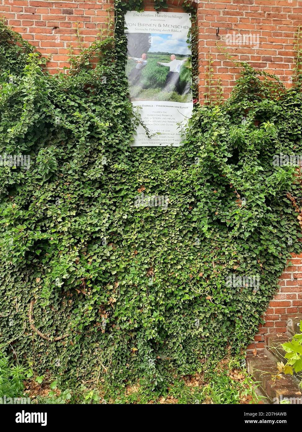 Edera inglese, edera comune (Hedera helix), edera coperto facciata e insegna di informazioni sull'verde della facciata, Germania Foto Stock