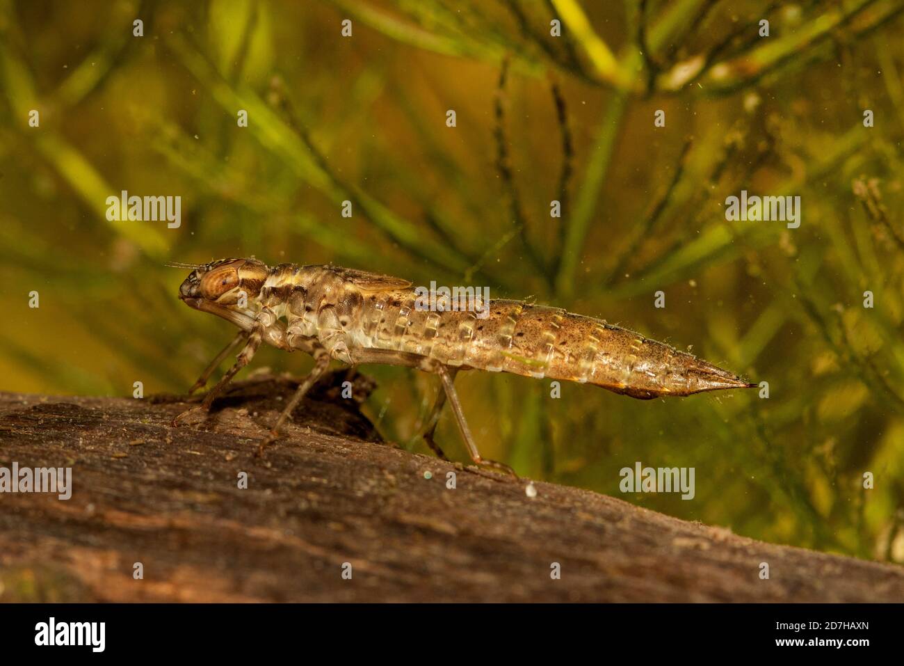 Darner blu-verde, aeshna meridionale, falco meridionale (Aeshna cyanea), larva su legno morto, Germania Foto Stock