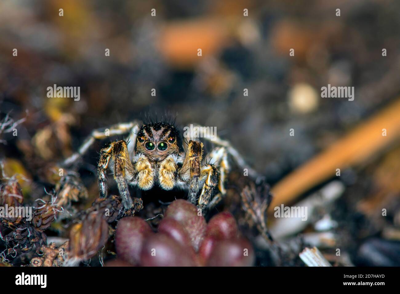 Ragno di salto (Aelurillus v-insignitus, Phlegra v-insignita, Attus v-insignitus, Ictidops v-insignitus), siede a terra, in Germania Foto Stock