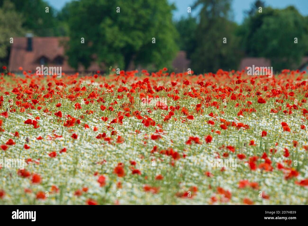 Papavero comune, papavero di mais, papavero rosso (Papaver rhoeas), campo papavero rosso con camomili come erbe selvatiche su campi agricoli, Germania Foto Stock