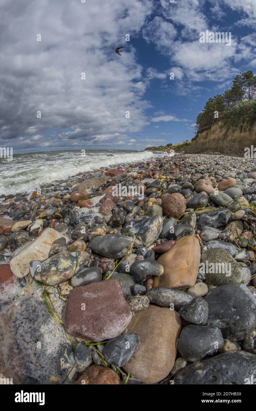 Pietra costa del Mar Baltico, Germania, Meclemburgo-Pomerania occidentale, Ruegen, NSG Nordwestufer Wittow Foto Stock