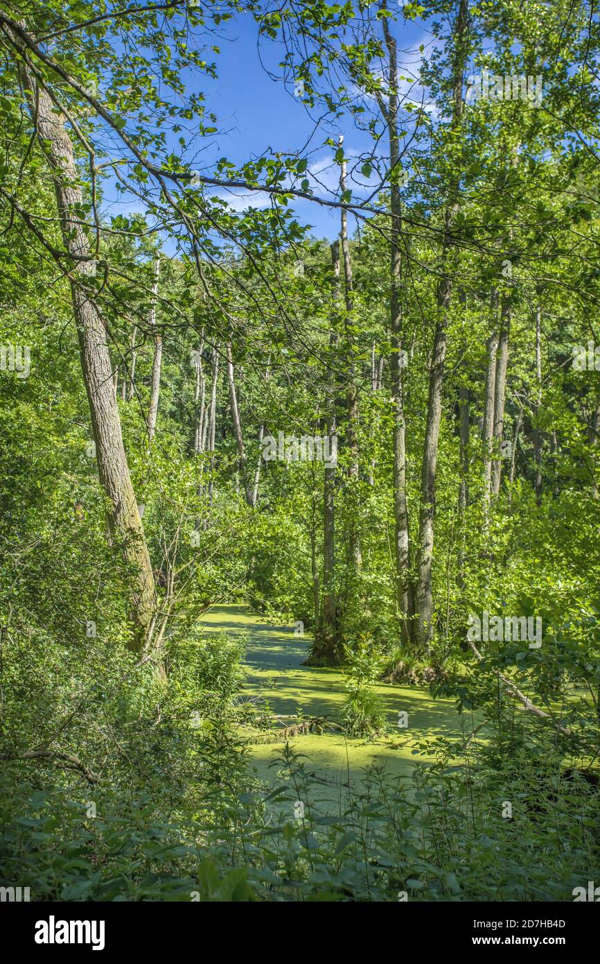 lago di Herthasee, Germania, Meclemburgo-Pomerania occidentale, Ruegen, Parco Nazionale di Jasmund Foto Stock