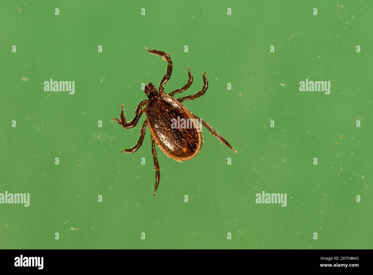 Zecca di cane marrone, zecca di allevamento (Rhipicephalus sanguineus), di fronte a sfondo verde, Germania, Baviera Foto Stock