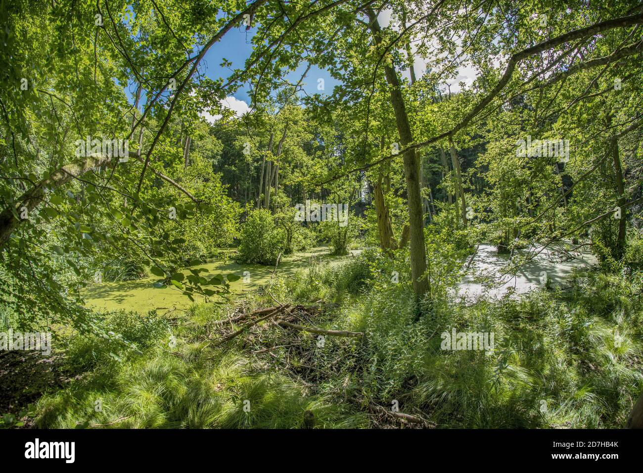 lago di Herthasee, Germania, Meclemburgo-Pomerania occidentale, Ruegen, Parco Nazionale di Jasmund Foto Stock