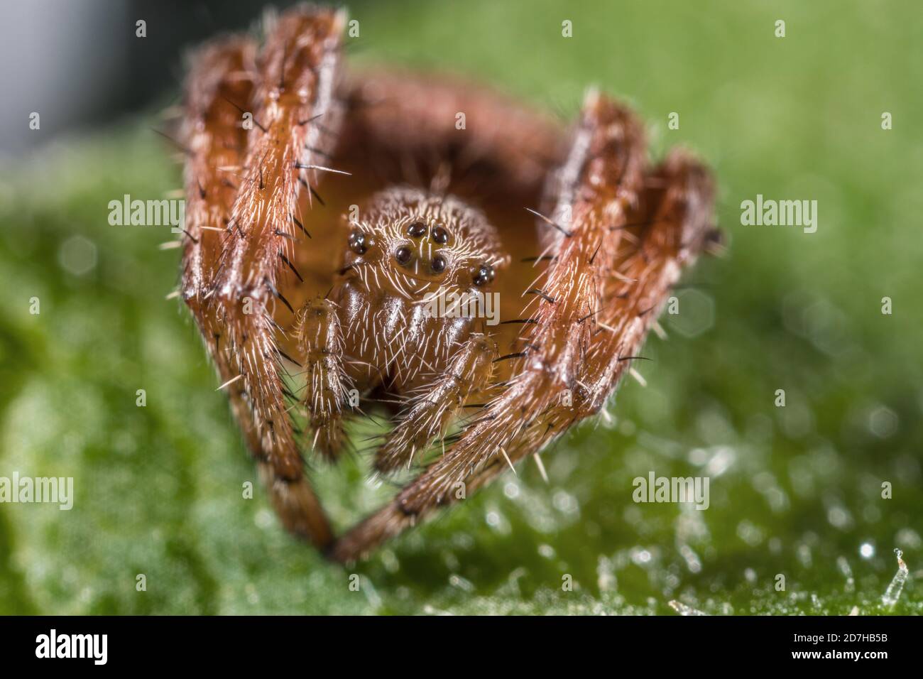 orb tessitore (Larinioides patagiatus), siede su una foglia, la Germania Foto Stock