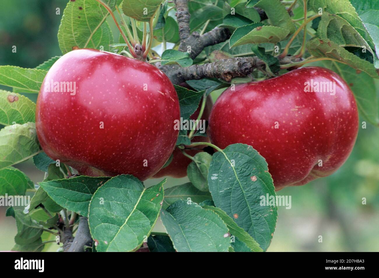 Mela "Ballerina Maypole" (Malus communis). Frutta su albero, estate-autunno  Foto stock - Alamy