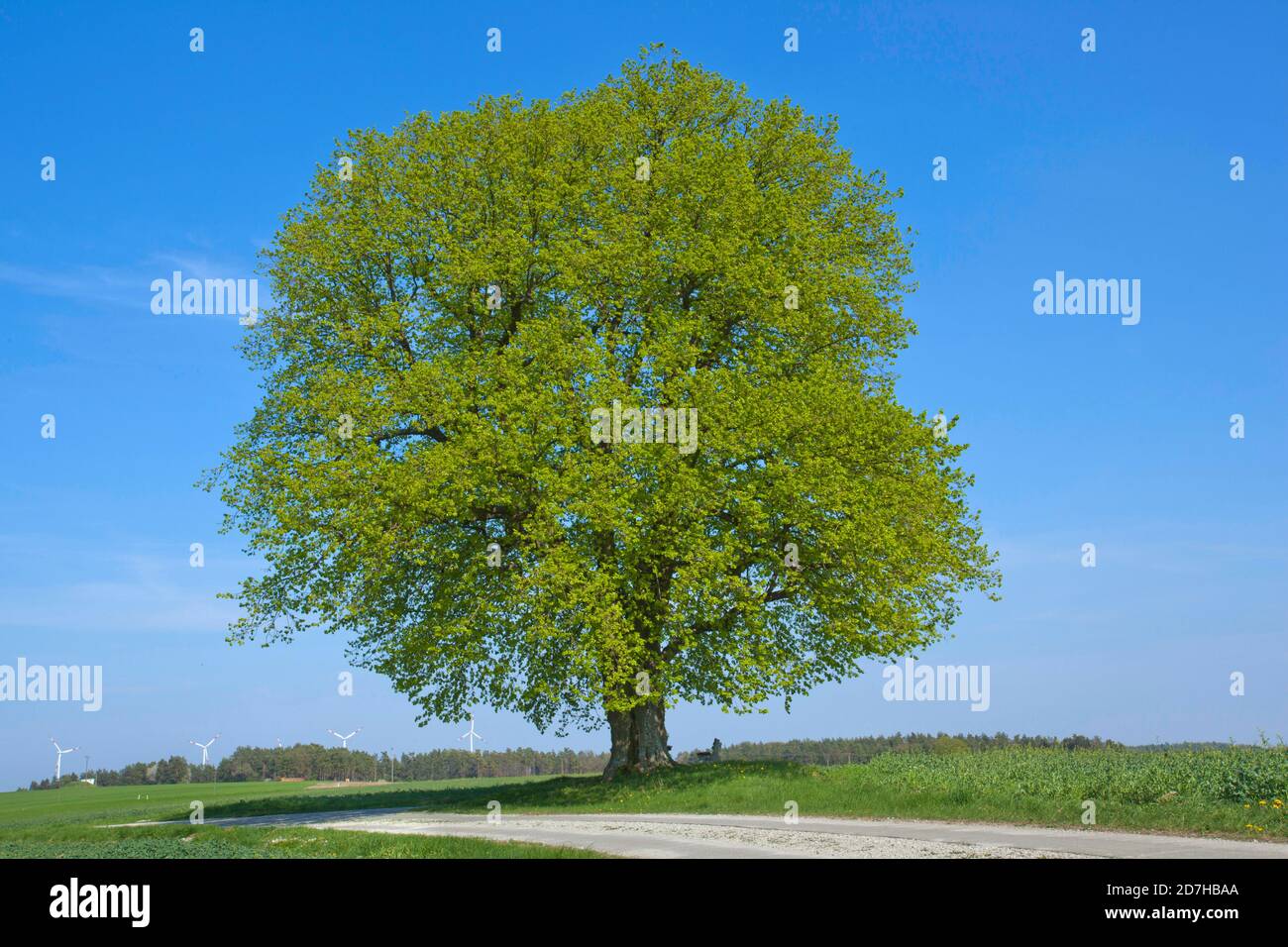 Lime a foglia grossa, lime (Tilia platyphyllos), albero del tempo vicino Teuchatz, circa 370 anni, Germania, Baviera, alta Franconia, Oberfranken, Fraen Foto Stock