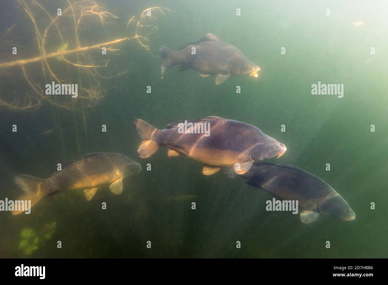 Carpa a specchio, carpa europea (Cyprinus carpio), diverse carpe a specchio che nuotano, Germania, Baviera Foto Stock