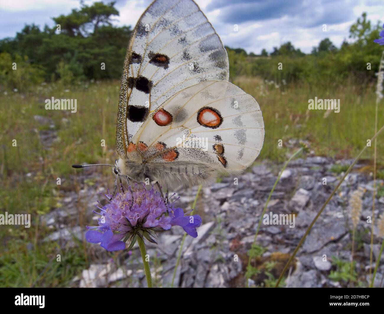 apollo (Parnassius apollo), seduto ad un fiore a forma di pincushion, in Germania Foto Stock