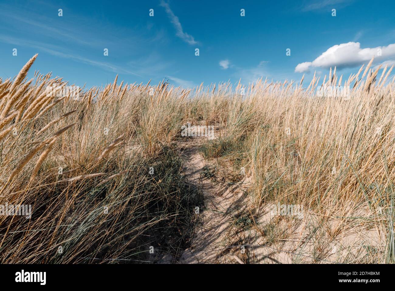 dune di erba sulla spiaggia Foto Stock