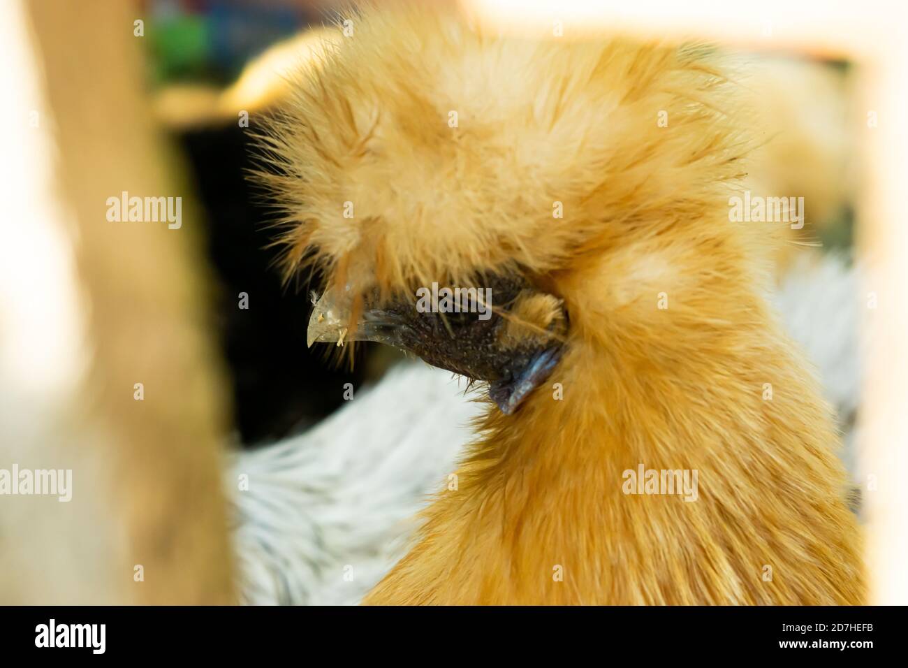 pollo a portata libera in una fattoria Foto Stock