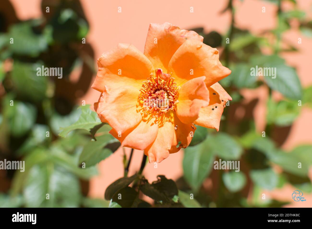 Arancio rosa nel mio giardino con un sacco di amore Foto Stock