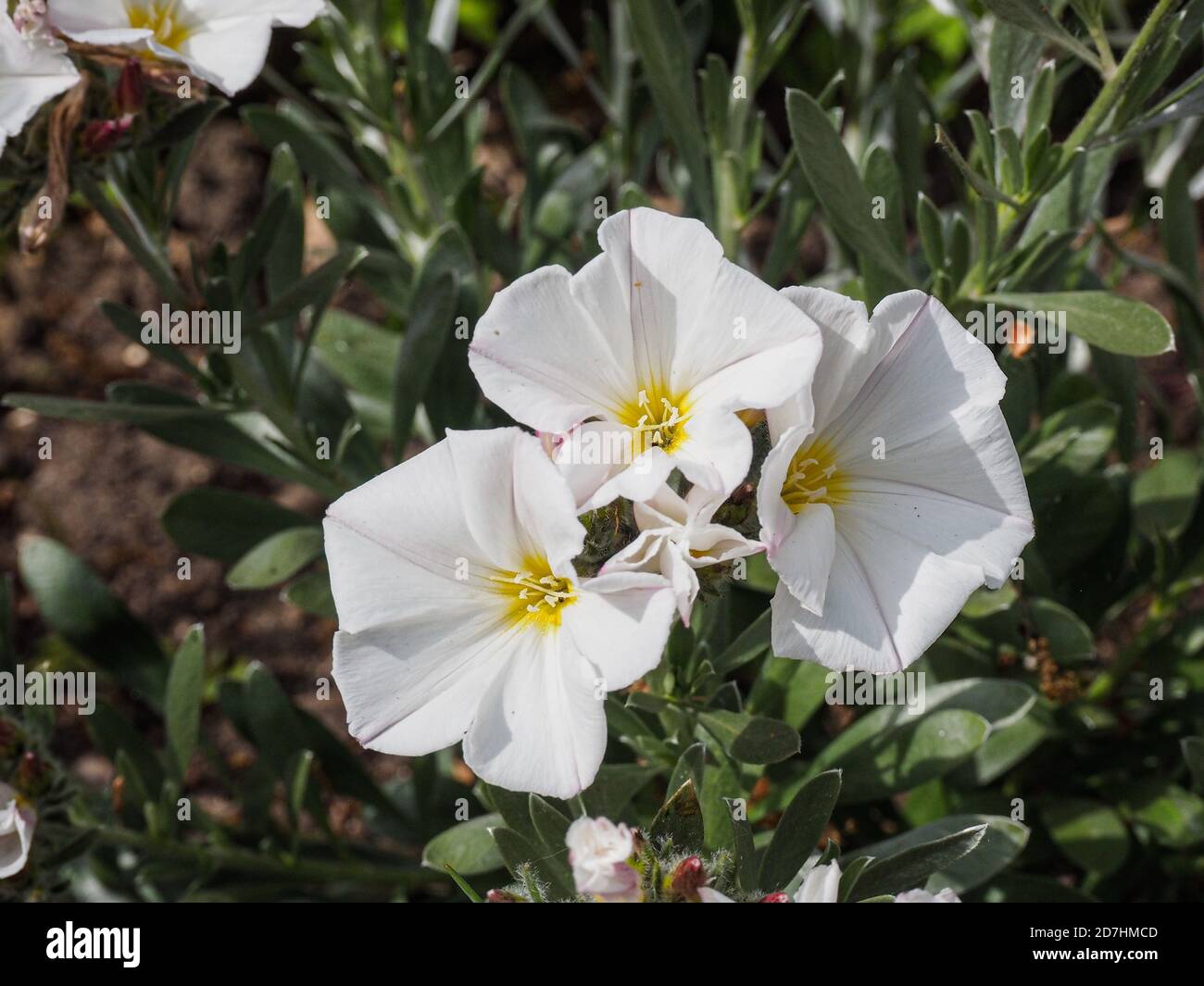 Una chiusura dei fiori bianchi a forma di tromba di Convolvulus cneorum il arbusti bindweed Foto Stock