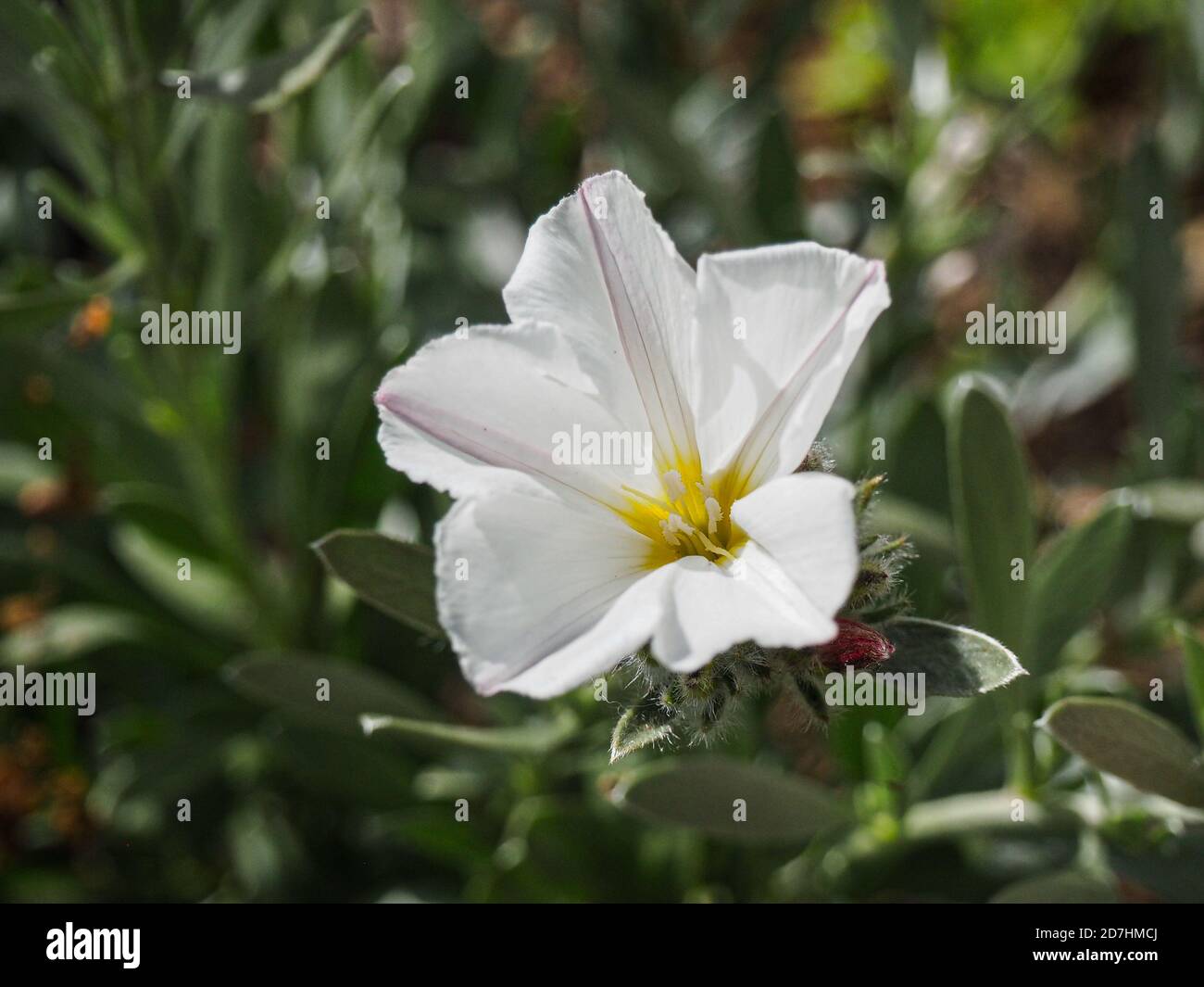 Una chiusura di un fiore bianco a forma di tromba di Convolvulus cneorum il arbusti bindweed Foto Stock