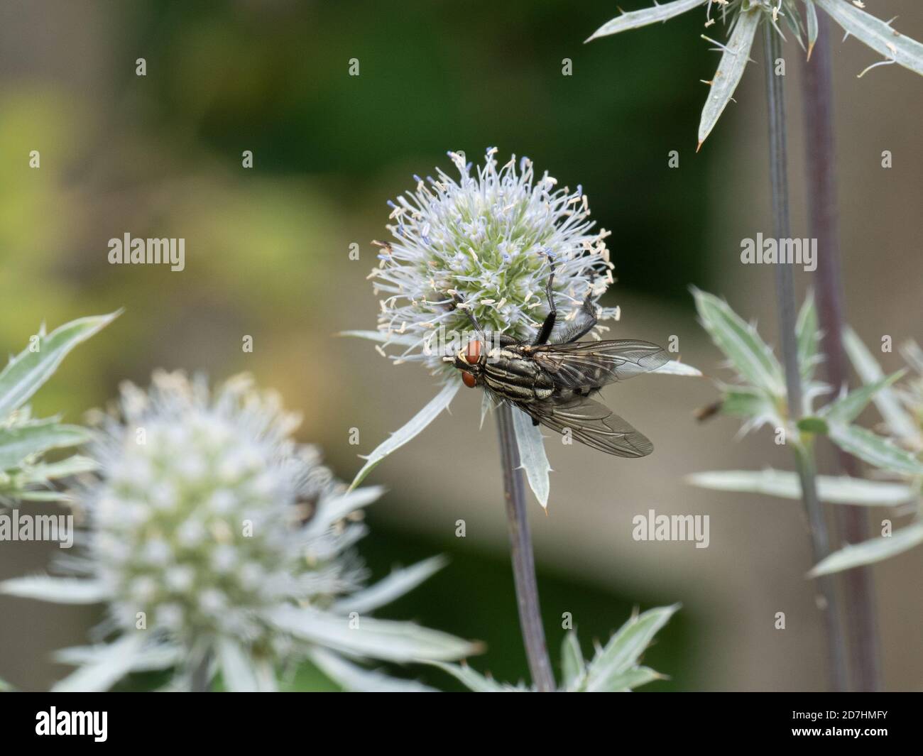 Una carne comune volare Sarcophaga carnaria nutrire su un Eryngium testa di fiore Foto Stock