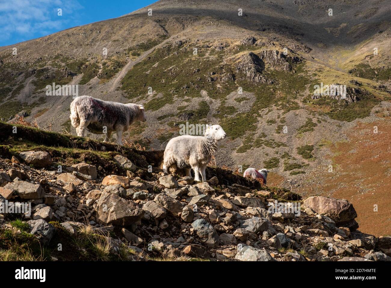 Immagini autunnali Lake District Foto Stock