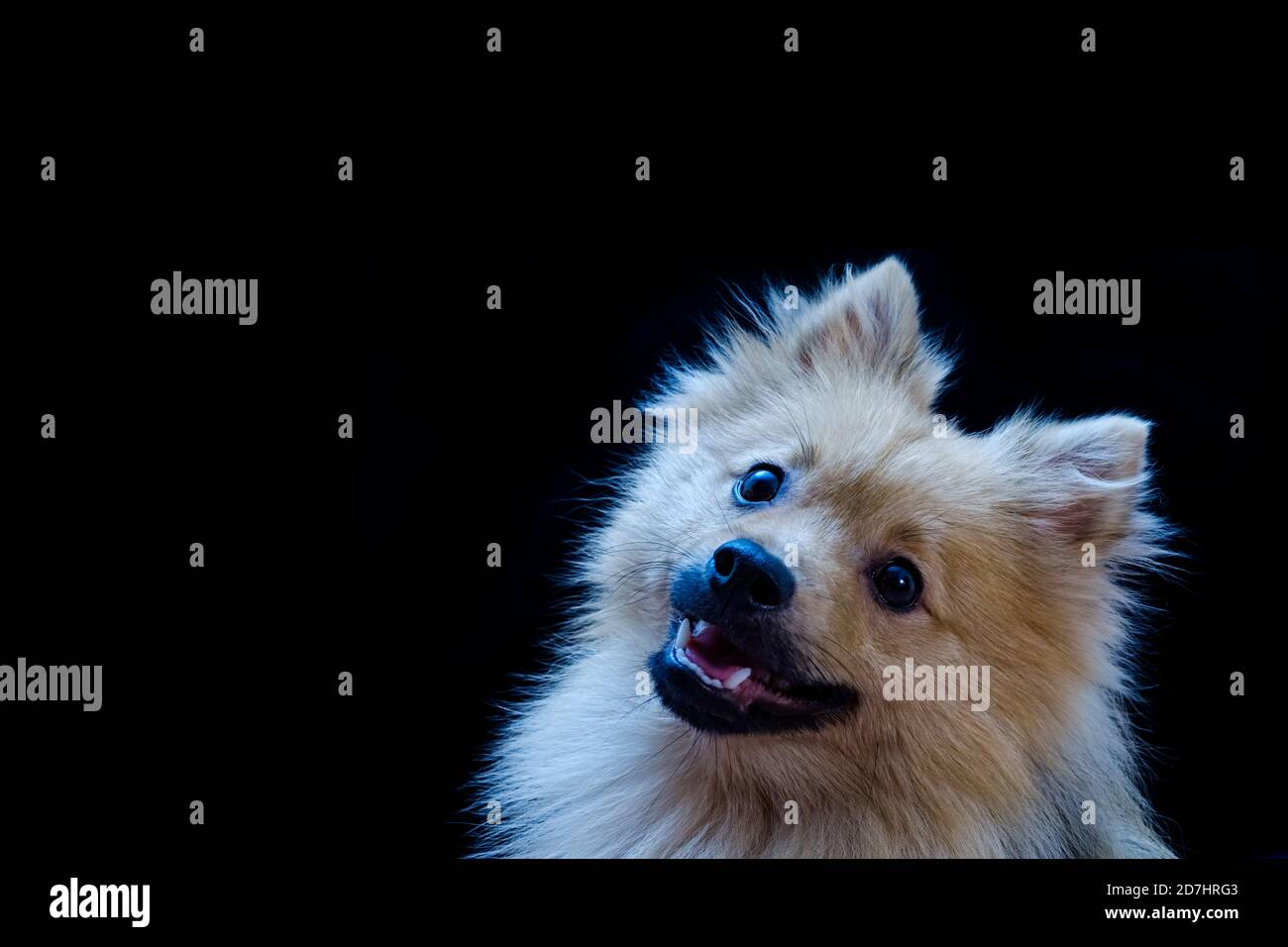 Questo cane ti sta guardando Foto Stock