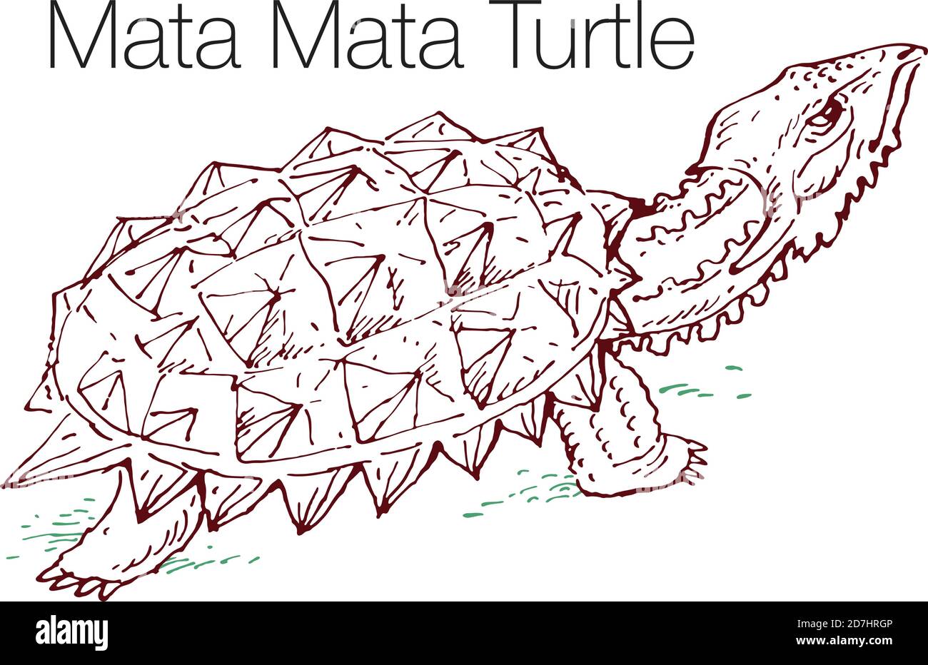 Illustrazione vettoriale disegnata a mano della tartaruga Mata Mata Illustrazione Vettoriale
