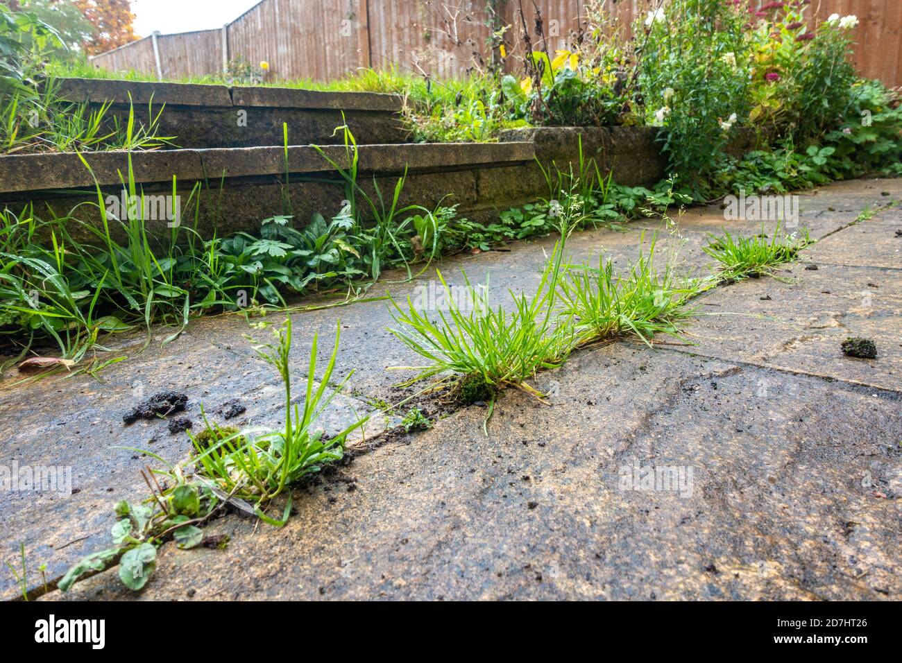 Vista ravvicinata delle erbacce che crescono tra lastre di pavimentazione in un patio in un giardino residenziale. Foto Stock