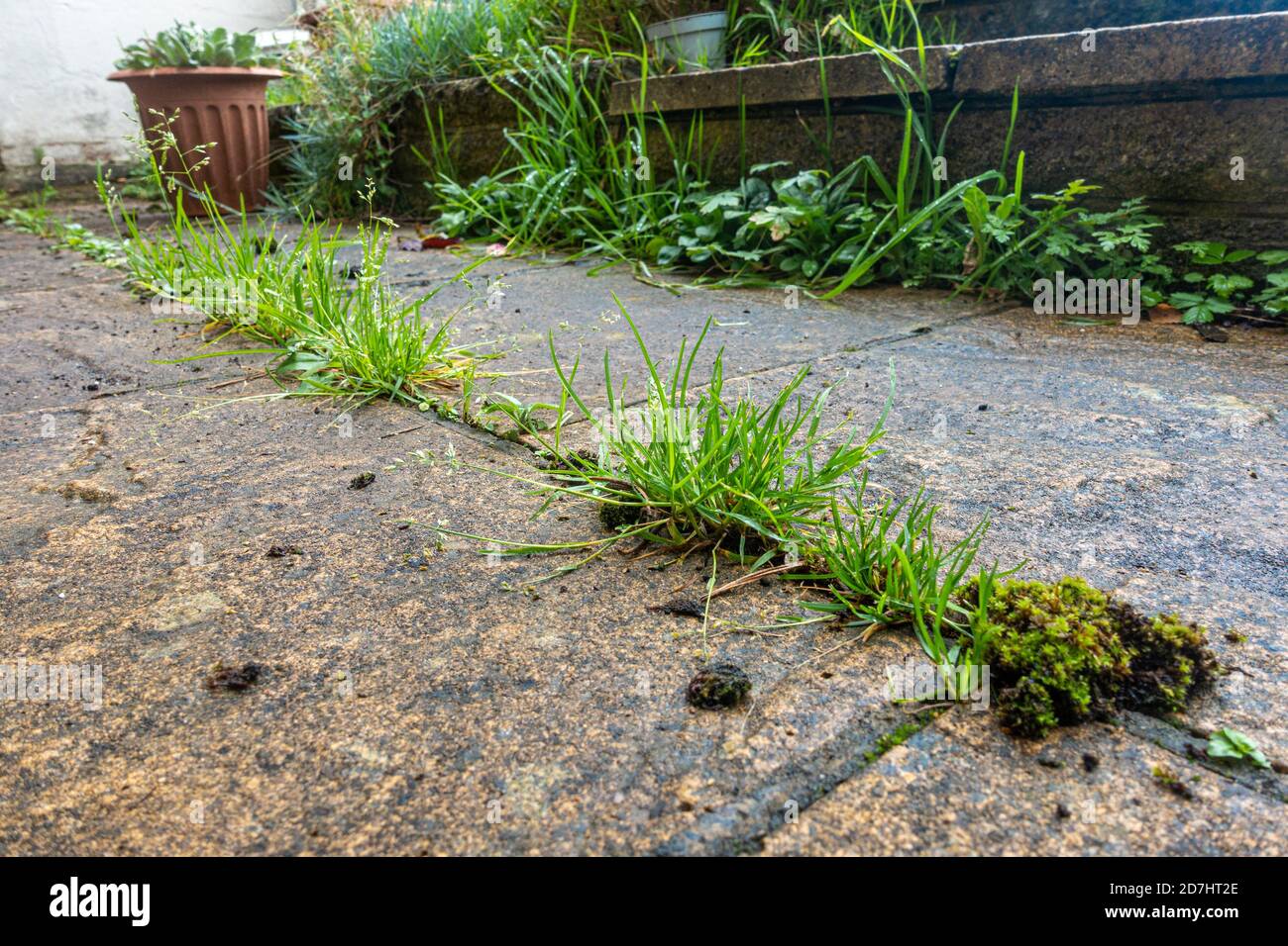 Vista ravvicinata delle erbacce che crescono tra lastre di pavimentazione in un patio in un giardino residenziale. Foto Stock