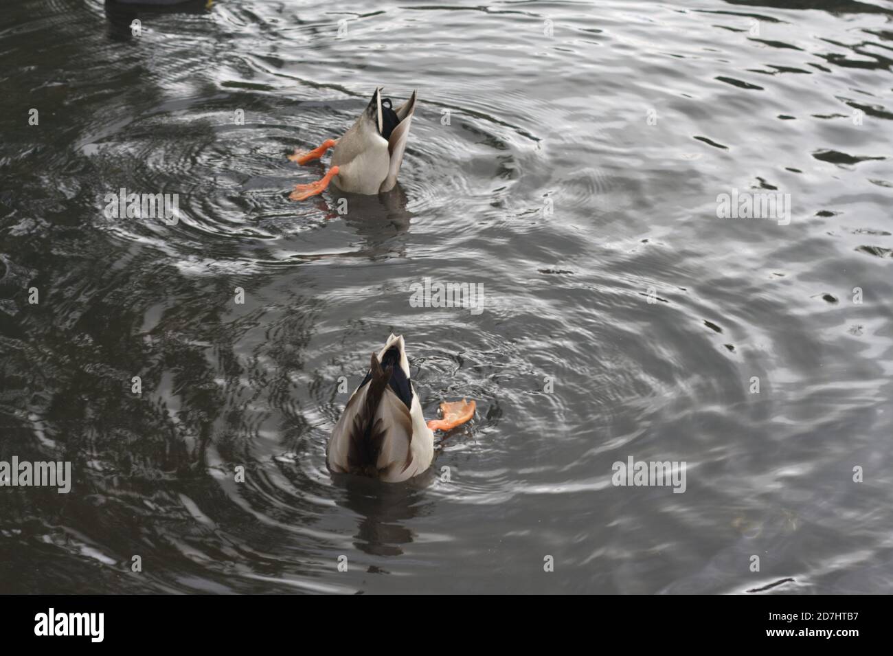 Anatre Mallard, Anas platyrhynchos, che si nutrono sul fondo di uno stagno Foto Stock