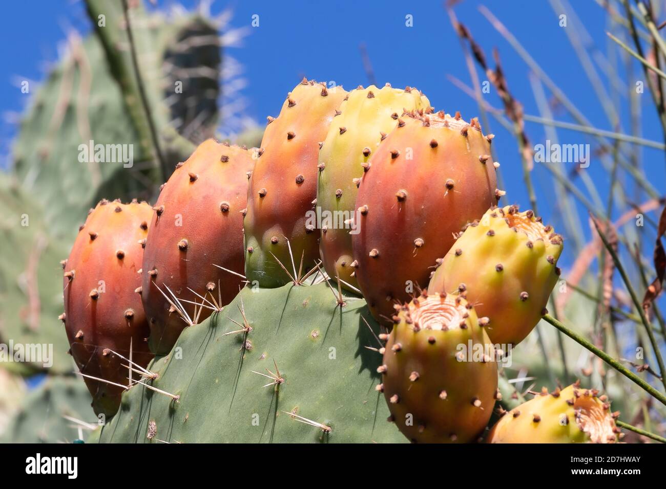 Cactus di pera di prickly primo piano con frutta in colore rosso. Opuntia, comunemente chiamato pera di ceci, è un genere della famiglia dei cactus, Cactaceae. Pere di ceci Foto Stock