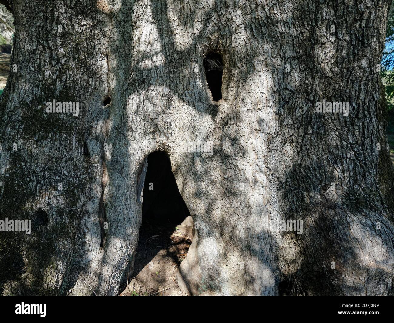 Faccia di legno spaventoso in vecchia struttura di corteccia di tronco di ulivo, halloween sfondo Foto Stock