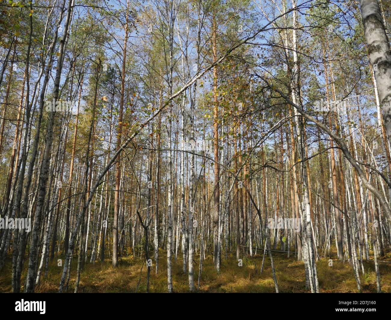 foresta di betulla d'autunno con alberi stranamente piegati Foto Stock