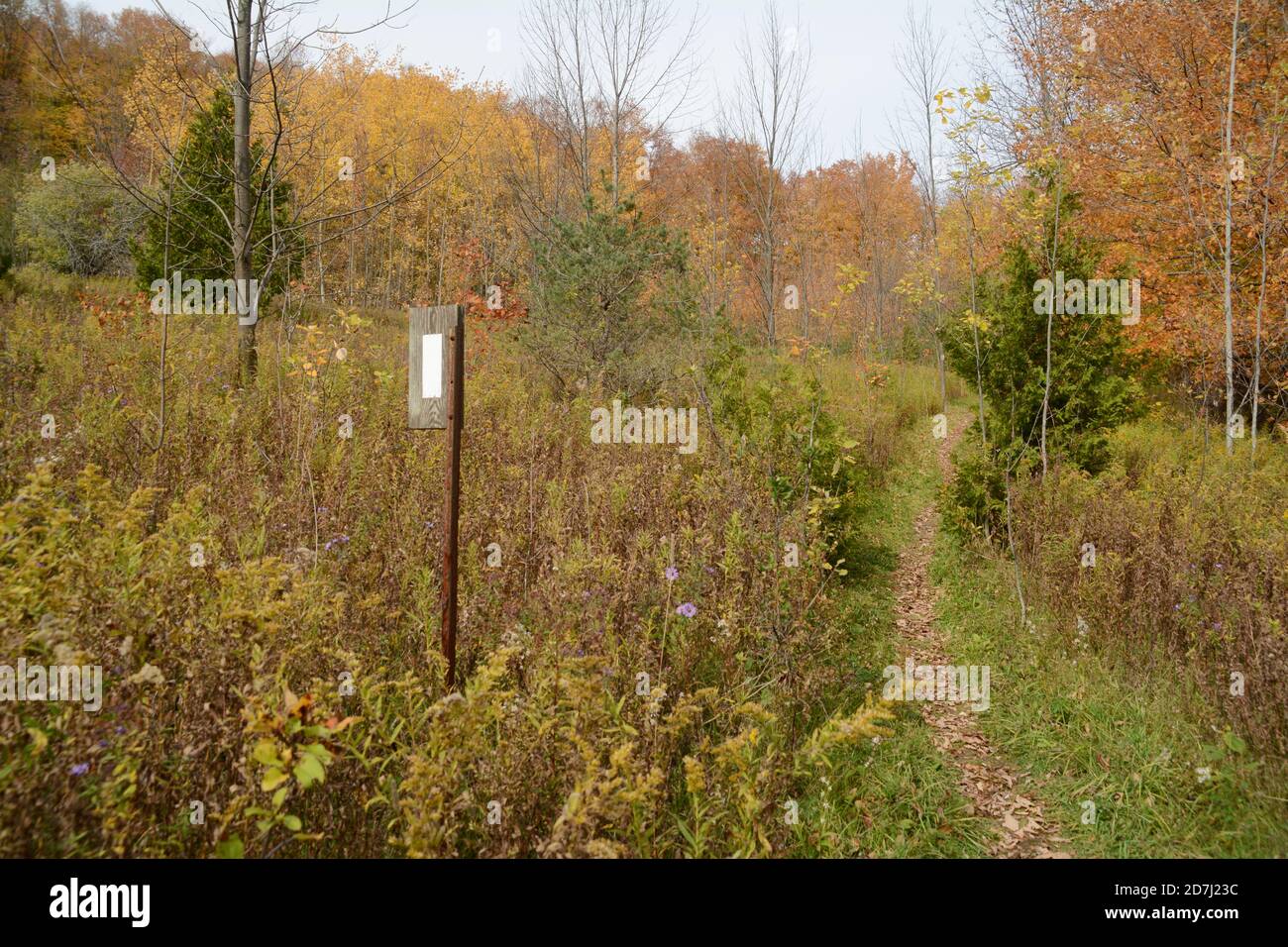 Un segnavia sul sentiero escursionistico Bruce Trail che attraversa una radura nel Boyne Valley Provincial Park, Ontario, Canada. Foto Stock