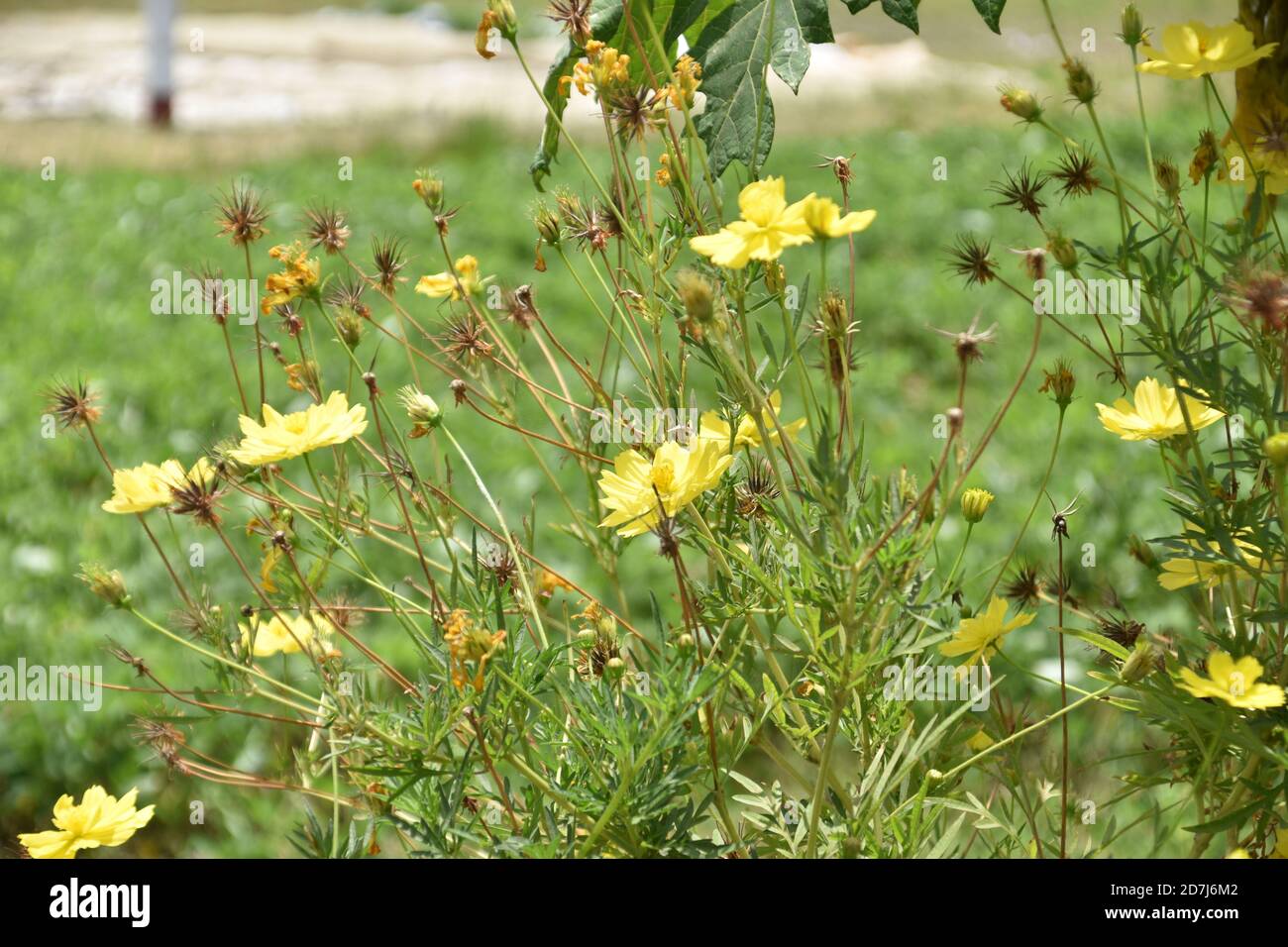Il bellissimo Cosmo giallo o Cosmos sulfureo fiori è fiorito Foto Stock