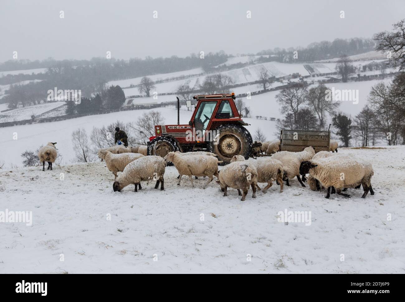 Allevatori di ovini nel Somerset che nutrano pecore in una giornata innevata in inverno Foto Stock
