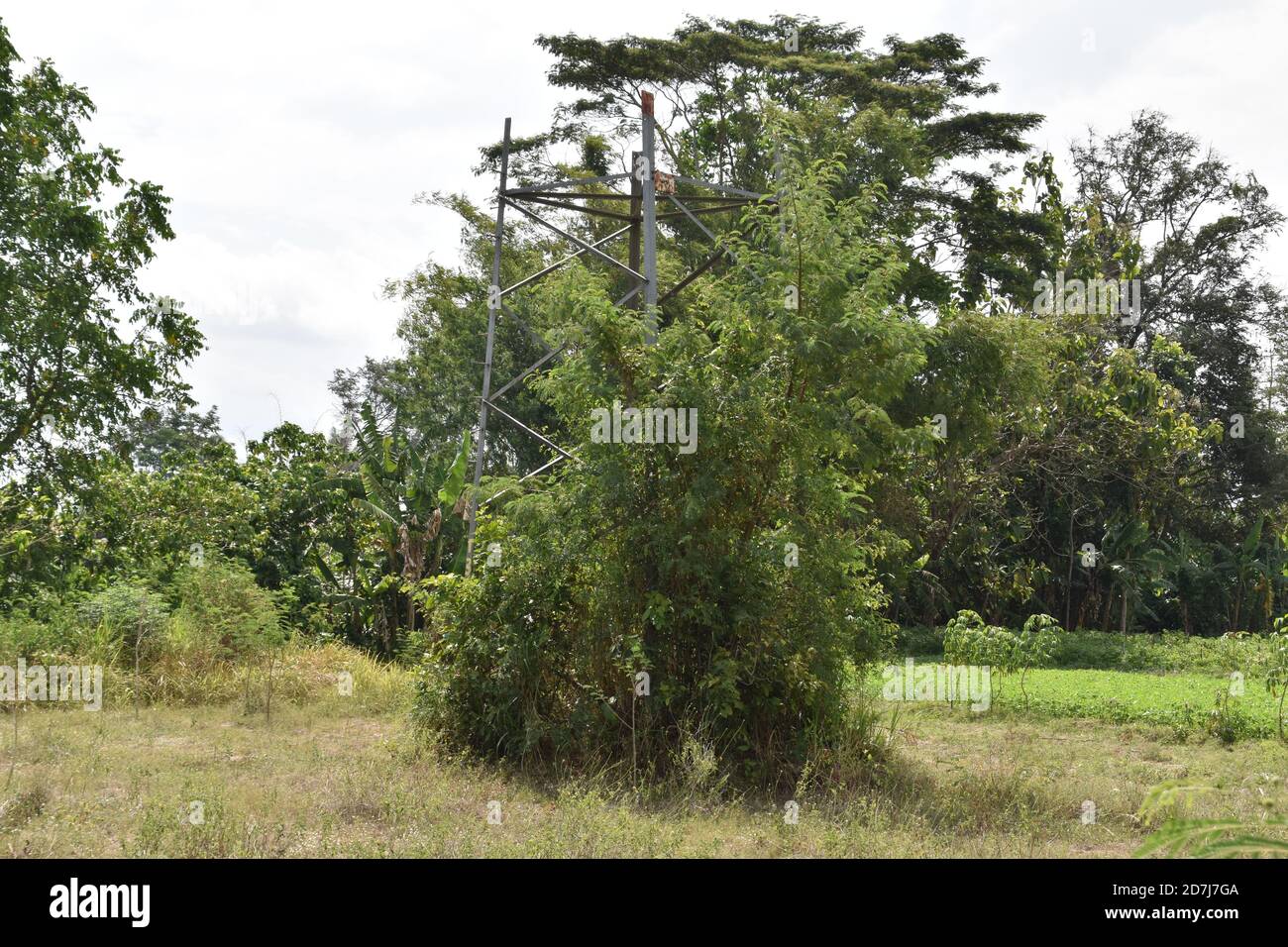 una torre di comunicazione rotta al centro del campo e 'mangiato' dalla vegetazione Foto Stock