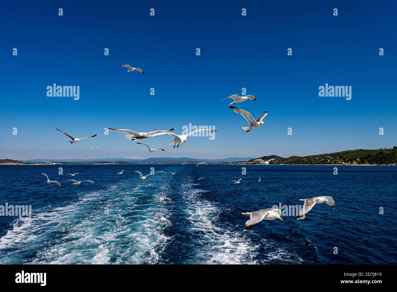 Gregge di gabbiani che in estate sorvolano le acque blu del mare Foto Stock