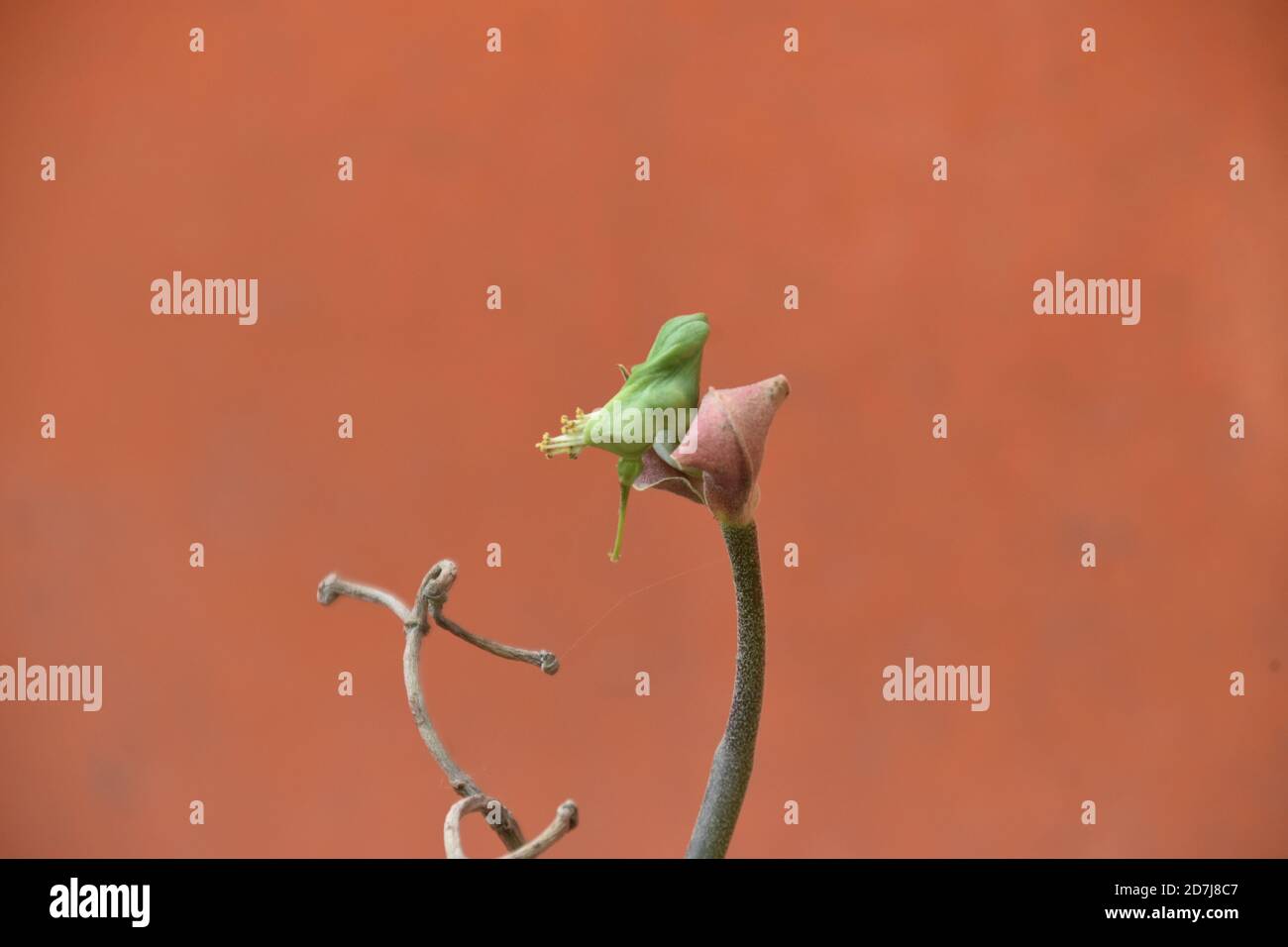 forma di fiore di singoli piccoli uccelli su ramo con singolo Lasciare Pedilanthus Bracteatus Foto Stock