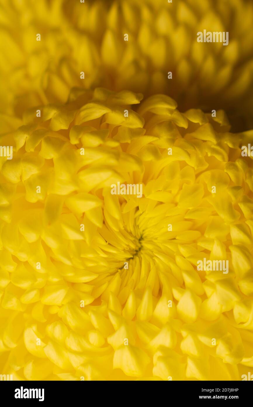 Colorato macro Cina Golden Daisy vista dall'alto. Bellissimo sfondo giallo romantico. Primo piano estremo, immagine macro. Foto Stock